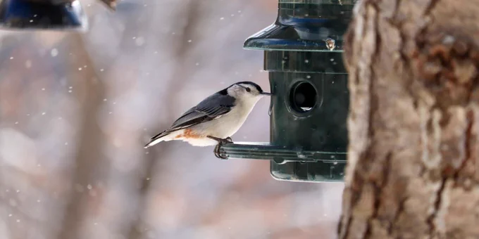 a white-breasted nuthatch resting on the ledge of a green bird feeder.