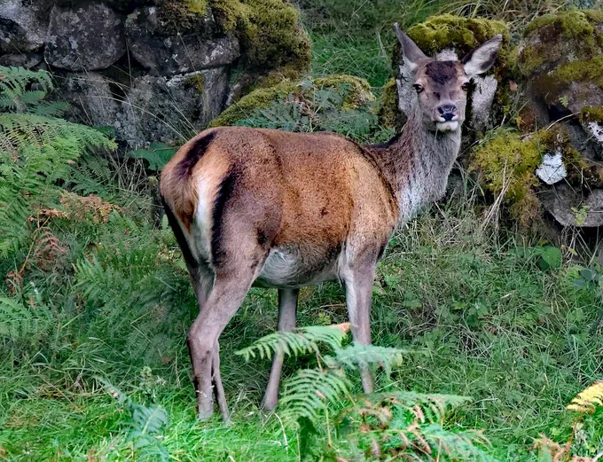 Red Deer, #Donegal, #Ireland © Gweebarra Conservation Group 