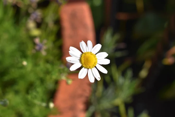 Yellow and white chamomile flower