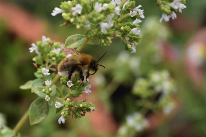 Bumblebee feeding on an oregano flower