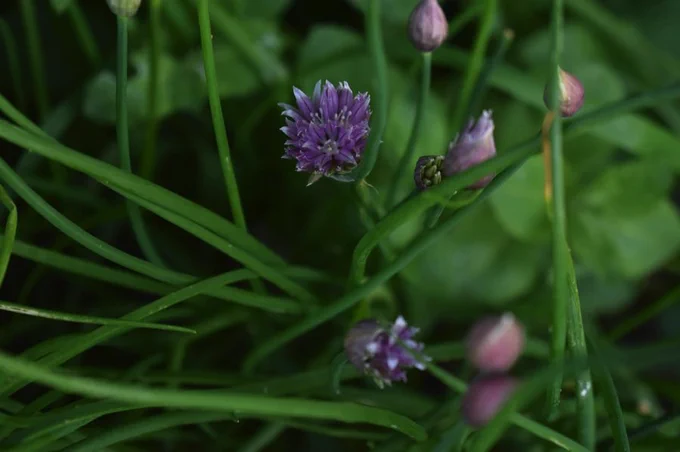 Purple chive flower