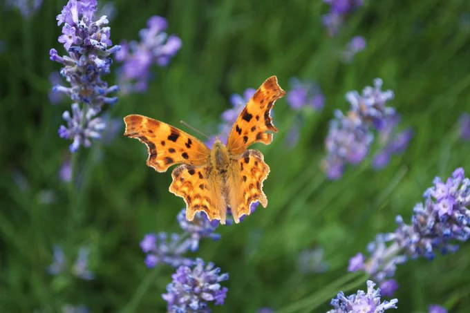 Comma butterfly on a lavender flower