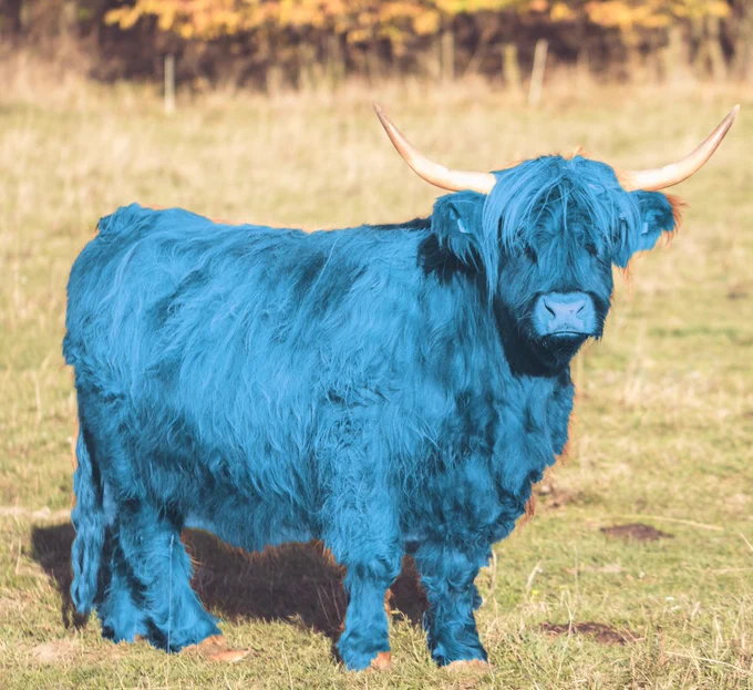 A stock photograph of a highland bull in a field. The photograph has been crudely edited to change the bull's hair colour from orange to a light blue, to resemble the cartoon character Bovy in the 1st image.
