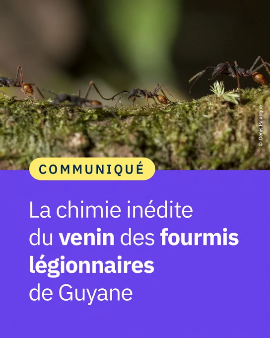 La chimie inédite du venin des fourmis légionnaires de Guyane