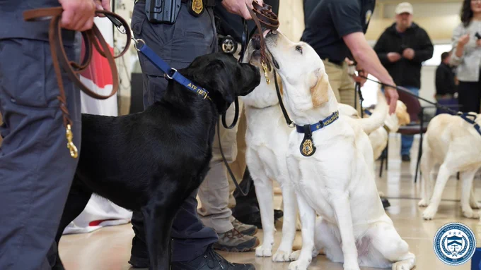 K-9s and handlers during their graduation.