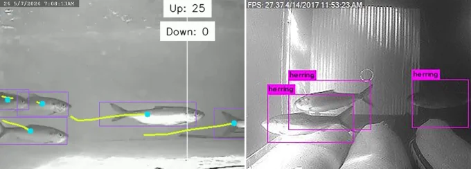 Eight river herring underwater with bounding boxes labeled "herring" and showing tracked movement.