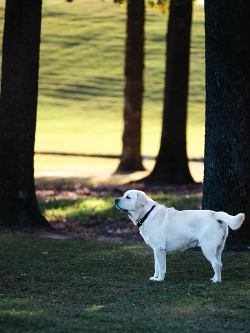 A Labrador Retriever stands in a grassy area, surrounded by tall trees. The background features a sunlit field.