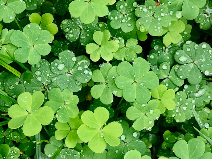 Fresh clover leaves with dew drops glistening in a lush Portugal garden.