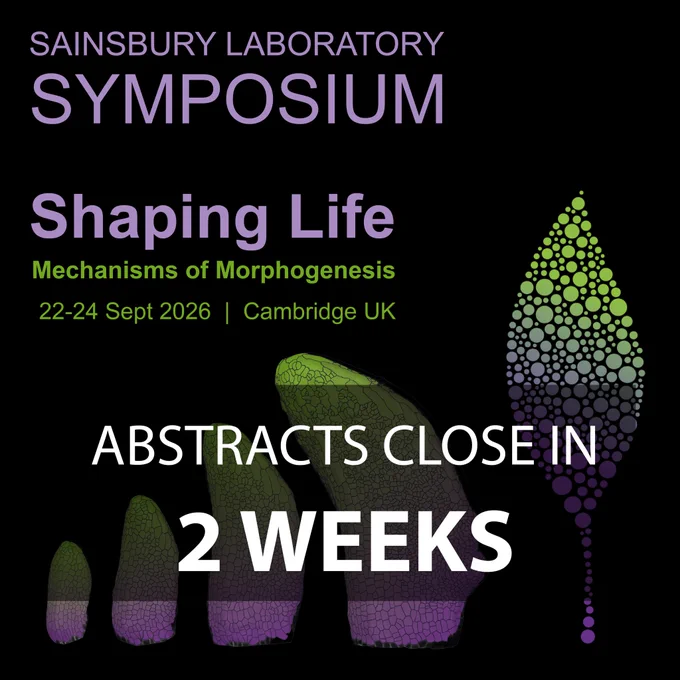 Sainsbury Laboratory Symposium 2026 logo - Shaping Life-Mechanisms of Morphogenesis. Timelapse of a developing Arabidopsis leaf imaged at 9-12 days old under a confocal microscope, with cells segmented and coloured using MorphographX software. Images by Sarah Attrill. Overlay text: Abstracts close in 2 weeks