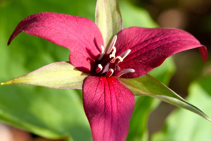 Red Trillium