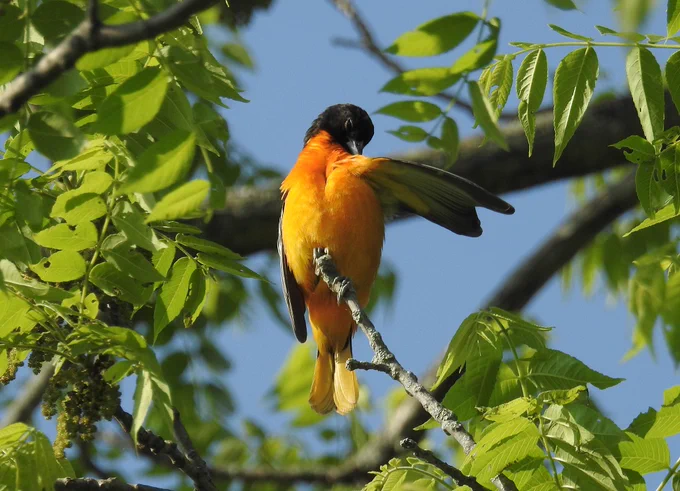 Baltimore Oriole
