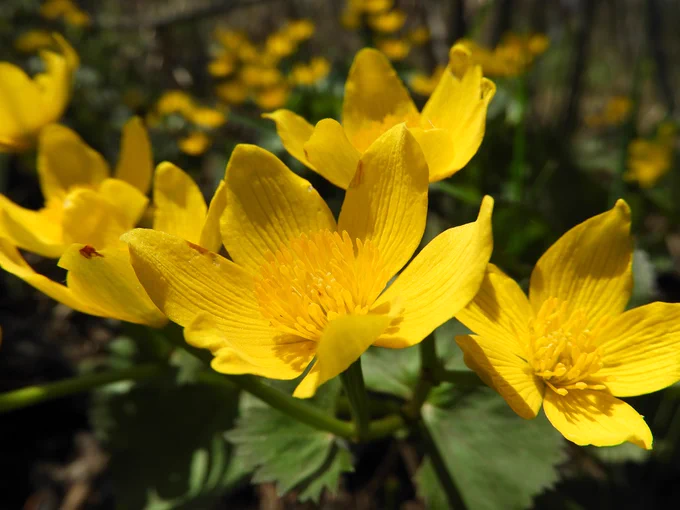 Marsh Marigold
