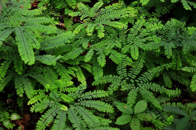 Maidenhair Fern

