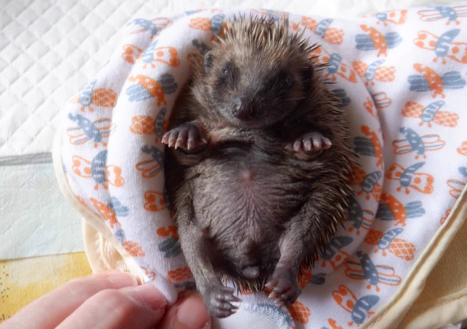 Nelly, a patient at Hedgehog Cabin, the multi award winning hedgehog hospital.