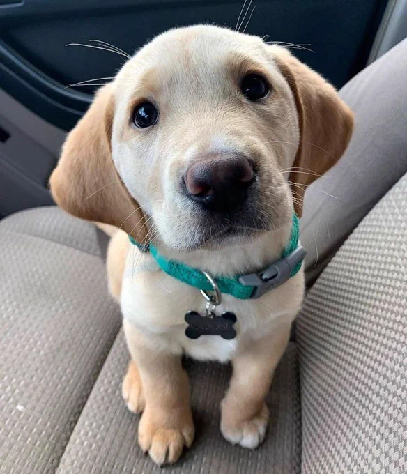 a yellow lab puppy with darker brown ears sits politely in the front seat of a car. all of his paws are close together so he takes up as little space as possible. he looks up with dark eyes and snoot. his whiskers shoot our from his eyebrows and snout. he's wearing a teal collar with a dog tag that says "Goose." please take him wherever he wants to go!