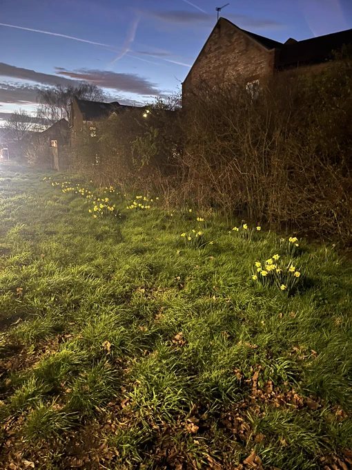 Spring blooms adorn Bushey Rd