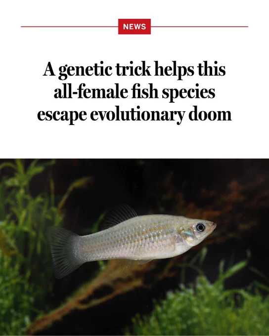 A genetic trick helps this all-female fish species escape evolutionary doom