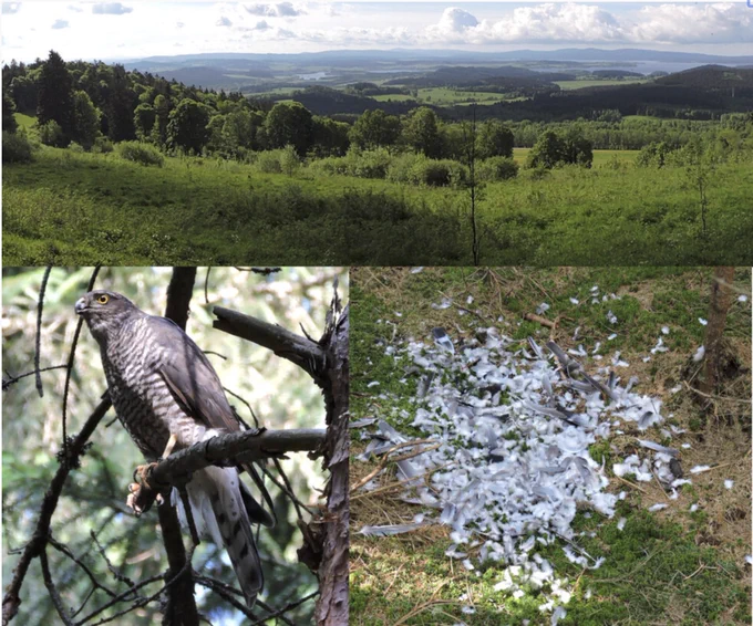 Graphical abstract: In this study, we examined the relationships between land cover, food supply, and the diet composition of breeding Eurasian sparrowhawks (Accipiter nisus) and tested the effect of several prey species characteristics on the sparrowhawks' prey selection. Land cover affected the structure of food supply as well as the sparrowhawks' diet composition. Intermediate body mass, lower population density, and brighter plumage colouration of prey species were associated with increased vulnerability to sparrowhawk predation.