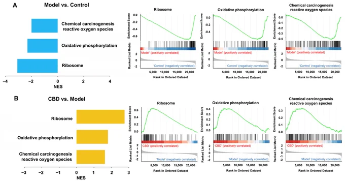 
 GSEA analysis of all genes in the InNs from the control group, model group, and CBD group. (A) GSEA analysis of all genes of the model group vs. the control group. (B) GSEA analysis of all genes of the CBD group vs. the model group. The green line represents the running ES as the analysis moves down the ranked list. The value at the peak is the final ES. Genes enriched in the model group are depicted as positive ES (red), genes enriched in the control group are depicted as negative ES in blue. (B) GSEA analysis of all genes of the CBD group vs. model group. The green line represents ES as the analysis moves down the ranked list. The value at the peak is the final ES. Genes enriched in the CBD group are depicted as positive ES (red), and genes enriched in the model group are depicted as negative ES in blue.