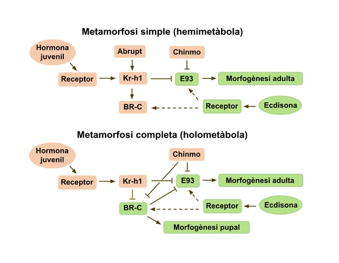 Evolució de la regulació de la metamorfosi dels insectes hemimetàbols (a dalt) a holometàbols (a baix): en taronja els gens implicats en el manteniment de l’estadi juvenil, i en verd els gens de la metamorfosi. El gen Chinmo amplia el seu efecte inhibidor d’E93 a BR-C en insectes holometàbols. El gen BR-C també amplia la seva funció en la metamorfosi completa. Crèdit a Xavier Bellés. 