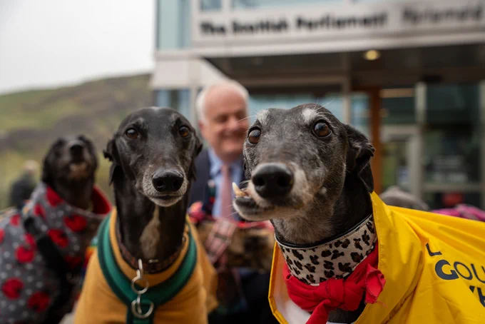 Two greyhounds looking at the camera, one on the right with a broken jaw, in front of Mark Ruskell MSP and the Scottish Parliament.