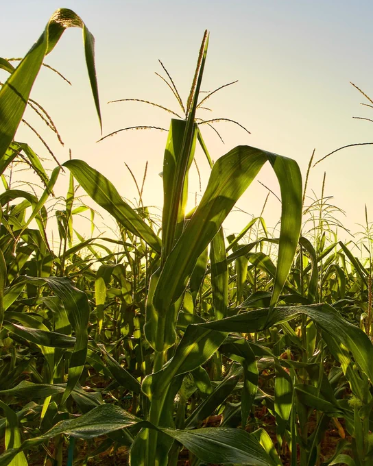 Photo of a corn field at sunrise.