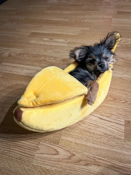 pipsqueak, a pup with with brown, black, and white wiry hair sleeps inside a bright yellow banana-shaped dog bed. her wyd are closed and one little paw rests on the open peel.