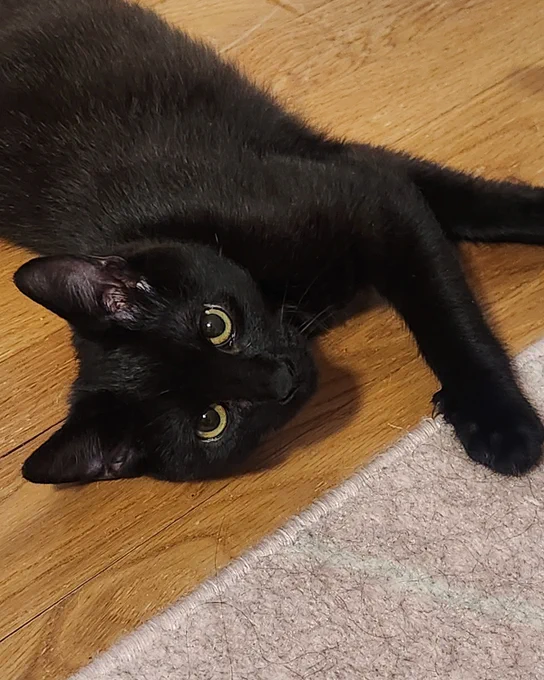 Black kitten with bright eyes named Finch lying stretched out on a wooden floor next to a light-colored rug is available for adoption through Lost Dog & Cat Rescue Foundation.
