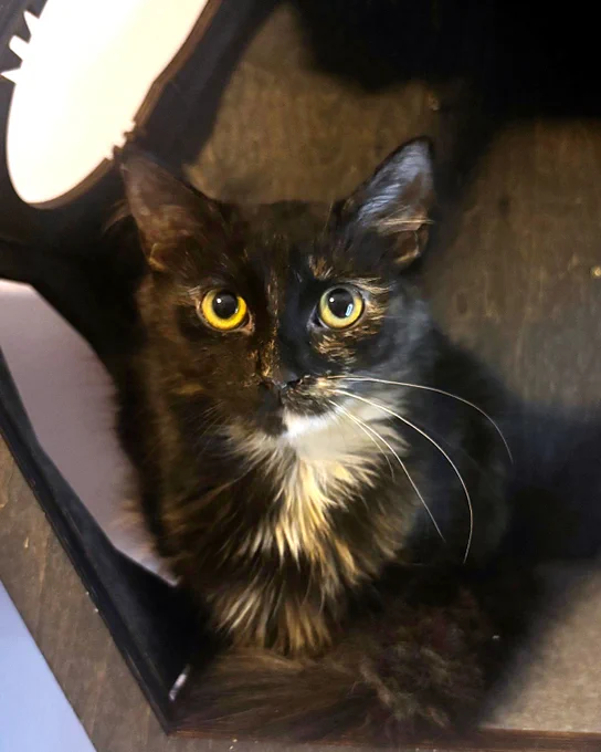 Close-up of a rescued tortie teen cat with bright eyes named Autumn sitting inside a dark enclosure illuminated by a nearby light is available for adoption through Lost Dog & Cat Rescue Foundation.