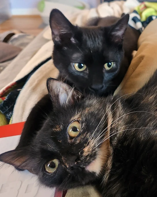 Two rescued teen kittens cuddling closely, one black with green eyes named Finch and a fluffy tortoiseshell named Autumn, resting on a soft blanket are a bonded pair available for adoption through Lost Dog & Cat Rescue Foundation.