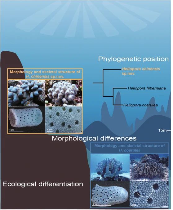 Diagram including text and morphological images to illustrate the integration of morphological, phylogenomic, and ecological evidence to delimit species boundaries within the genus Heliopora. This integrative framework reveals cryptic diversity and strengthens the taxonomic basis for coral speciation and conservation strategies.