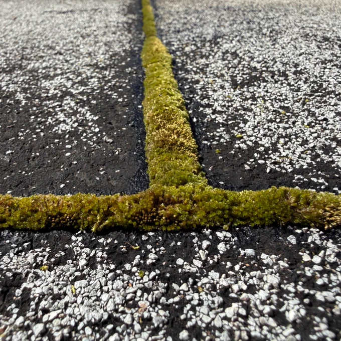 A close-up photo of green moss with mottled brown spots growing in between cracks on a black tar and grey crushed stone tiled roofing level on a balcony/fire escape. 

It has been freshly dampened and is actively absorbing water, and the dried spots are slowly rehydrating. 
