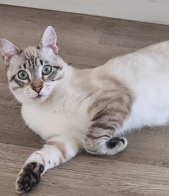 Lentil laying on the floor with one paw extended and the other bent beneath him. 