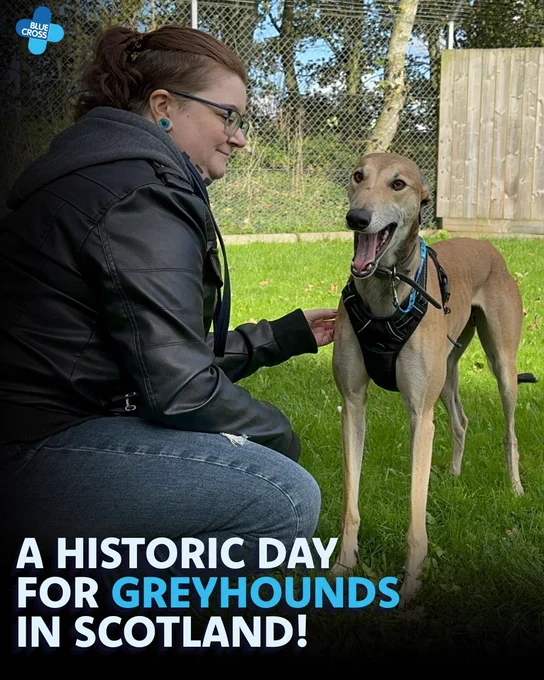A person kneels on grass, interacting with Lucian, a fawn greyhound wearing a harness. The setting is outdoors, featuring trees and a wooden fence in the background. Text on the image reads: "A Historic Day for Greyhounds in Scotland!" The Blue Cross logo is visible in the top left corner.