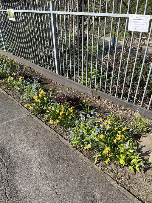 Spring blooms on platform 4 in Raynes Park
