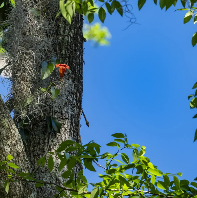 cross vine in flower in McCarty woods. Photo Jeff Gage