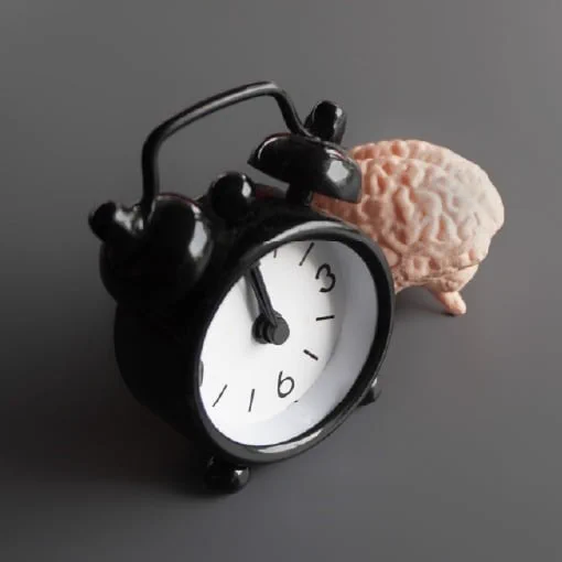 Model of a brain and an alarm clock