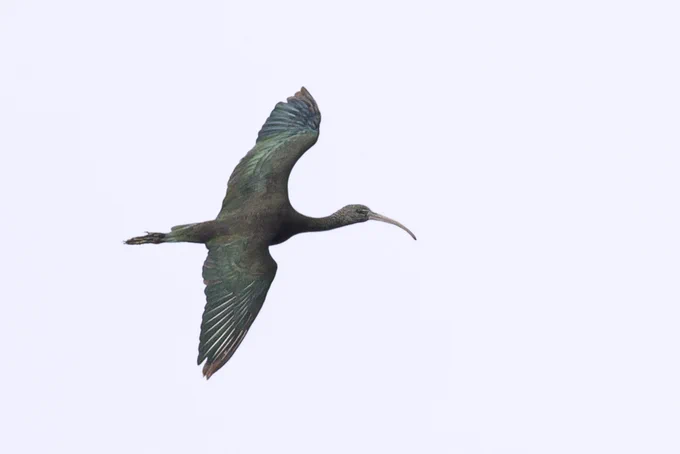 Image of Glossy Ibis taken by Thomas Willoughby