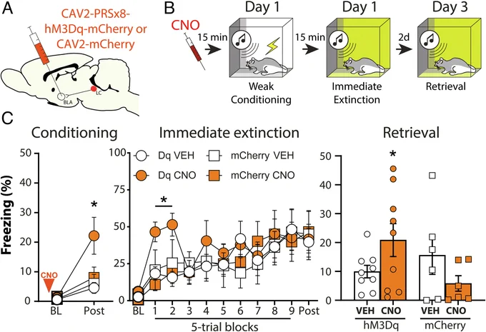 Stimulation of BLA-projecting LC neurons promotes the IED. (A) Surgery schematic. (B) Behavioral schedule—6 wk after surgeries, animals received injections of VEH or CNO, and underwent the same immediate extinction procedure as described above in panel B. (C) The animals that received injections of hM3Dq-carrying viruses and CNO injections had higher freezing levels during conditioning, immediate extinction and retrieval when compared to the other groups.
