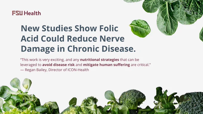 An FSU Health graphic featuring fresh green leafy vegetables, including kale and broccoli, along the top and bottom borders. The central text reads: 'New Studies Show Folic Acid Could Reduce Nerve Damage in Chronic Disease.' Below this is a quote that says, 'This work is very exciting, and any nutritional strategies that can be leveraged to avoid disease risk and mitigate human suffering are critical.' attributed to Regan Bailey, Director of ICON-Health.