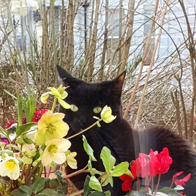 Black cat Pixie sits in the garden with spring flowers, pink, creamy green, and bare shrubs.