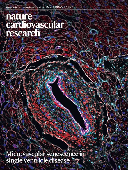 Image: Yuka Morikawa at The Texas Heart Institute at Baylor College of Medicine. Cover design: Francesca Corra
Microvascular senescence in single ventricle disease
Image shows IL6 expression in samples from individuals with hypoplastic left heart syndrome. Red denotes IL6; purple denotes endothelial cells; green denotes cardiac fibroblasts; white denotes cell boundaries; and blue denotes nuclei.