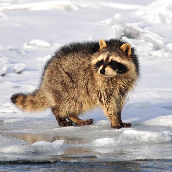 A raccoon stands on snow and ice near water, its thick fur and black facial mask visible as it looks toward the camera.