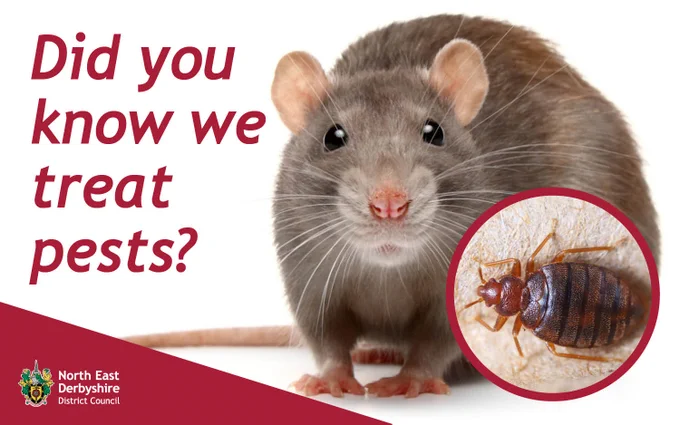 A rat beside text, "Did you know we treat pests?" with a North East Derbyshire District Council logo, highlighting pest control services.
