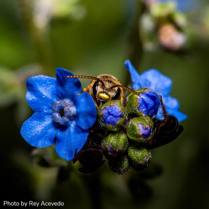 A close-up of a bee perched on a cluster of vibrant blue flowers with green buds, against a blurred green background. 