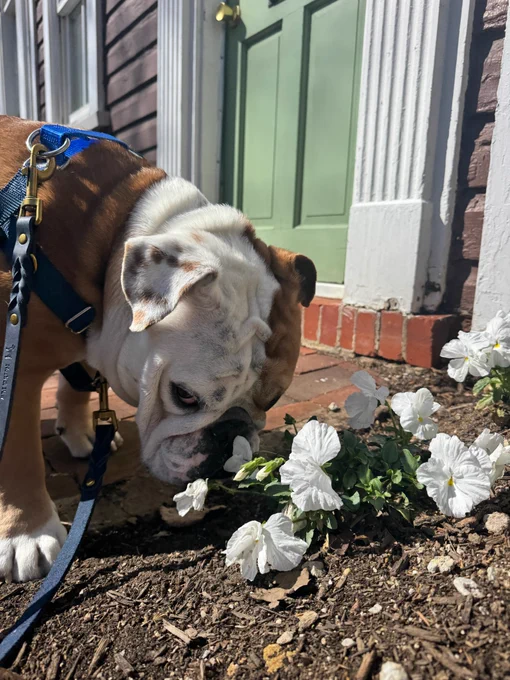 jack sniffs white flowers