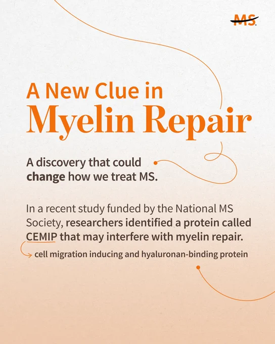 Graphic with an orange and white theme, featuring the text "A New Clue in Myelin Repair." It mentions a discovery related to treating MS, highlighting a study funded by the National MS Society. The focus is on a protein called CEMIP, which may affect myelin repair.