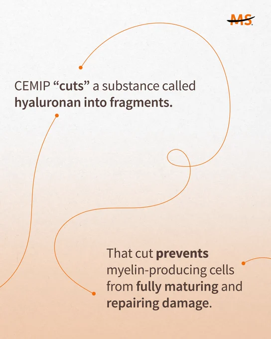 Orange lines flow on a light gradient background. Text reads: "CEMIP 'cuts' a substance called hyaluronan into fragments. That cut prevents myelin-producing cells from fully maturing and repairing damage."