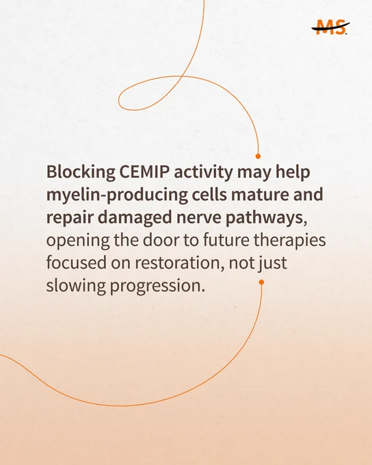 A graphic with text reads "Blocking CEMIP activity may help myelin-producing cells mature and repair damaged nerve pathways, opening the door to future therapies focused on restoration, not just slowing progression."

The background is light with curved orange lines.