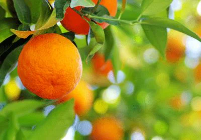 A healthy citrus tree.